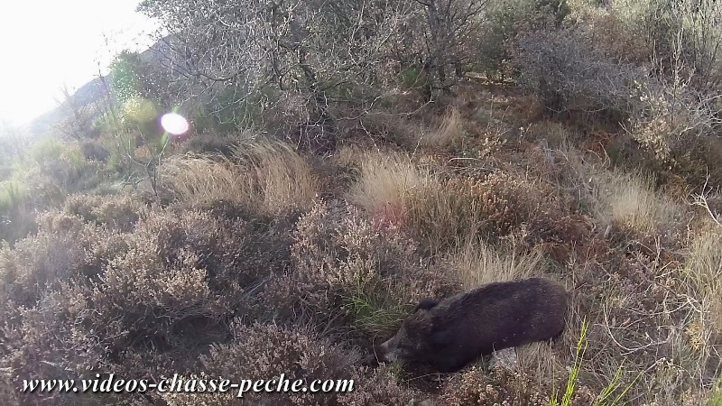 chasse sanglier en battue